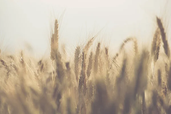 Genetically Modified Rye Crops Field Close Agricultural Industry Theme — Stock Photo, Image