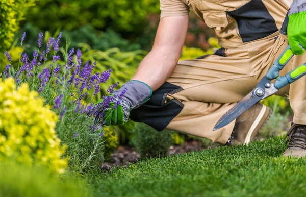 Kaukasische Tuinman Met Een Grote Schaar Hand Het Onderhoud Van — Stockfoto