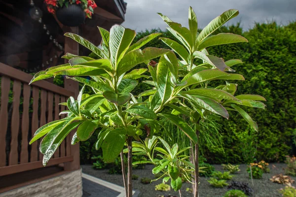 Light Green Small Trees Growing Residential Backyard Garden Decorative Plants — стоковое фото