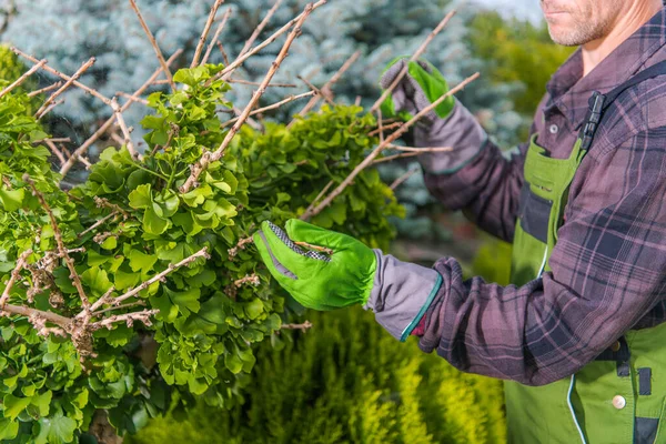 Mannelijke Tuinman Zoek Naar Leafless Deels Dood Ends Van Takken — Stockfoto