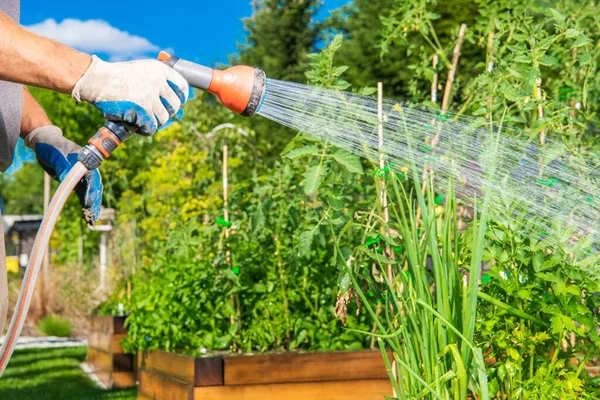Mann Benutzt Schlauch Pflanzen Mehreren Hochbeeten Des Städtischen Gemüsegartens Gießen — Stockfoto