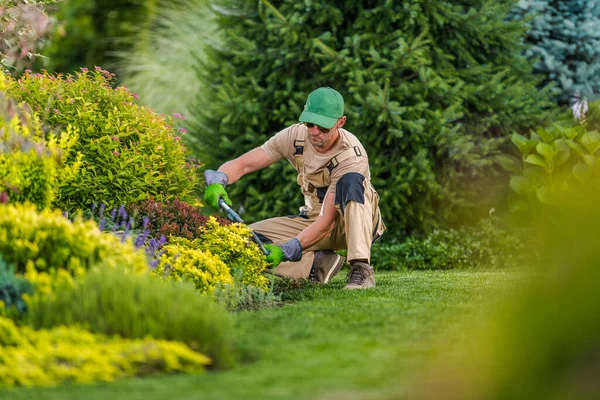 Middle Age Male Gardener Work Pruning Colorful Flowing Bushes Trimding — 스톡 사진