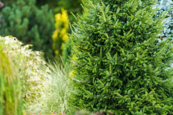 常緑樹と造園デザイン自宅の庭で観賞用草や茂み — ストック写真