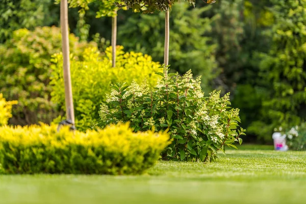 Projeto Exuberante Bonito Paisagem Jardim Quintal Com Arbustos Sebes Bem — Fotografia de Stock