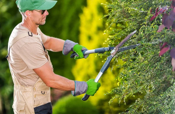 Arbustes Arbustes Coupe Jardinier Masculin Caucasien Avec Cisailles Haies Acier — Photo
