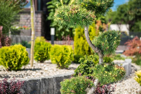 Zavřít Malé Dekorativní Zelený Strom Zahradě Obklopen Ostatní Okrasné Rostliny — Stock fotografie