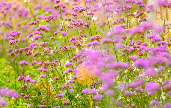 Delicate Small Pink Wildflowers Fully Blooming Meadow Landscape Sunny Summer — Stok Foto