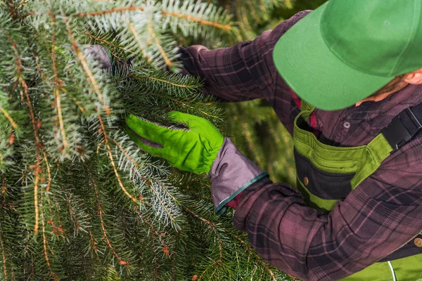 Gardener Caucasiano Profissional Seus Anos Verificação Árvores Jardim Condição Saúde — Fotografia de Stock