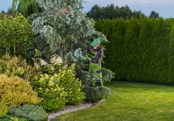 40代の白人専門の庭師トウヒの枝の間を見る庭の木の健康をチェックする — ストック写真
