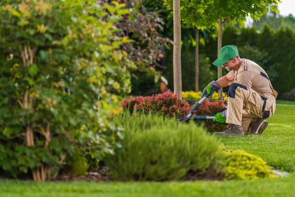 Gardener Profesional Kaukasia Dengan Garden Gunting Trimming Backyard Plants Spring — Stok Foto