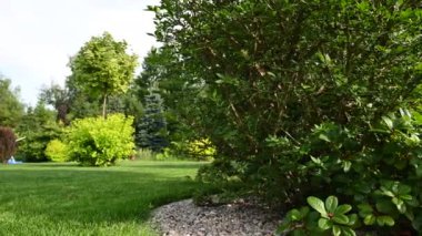 Uzun ömürlü yeşil çimenler ve Evergreen ağaçlar ve çalılar. Yerleşim yerindeki bitki çeşitliliğiyle Doğal Manzara Tasarımı. 