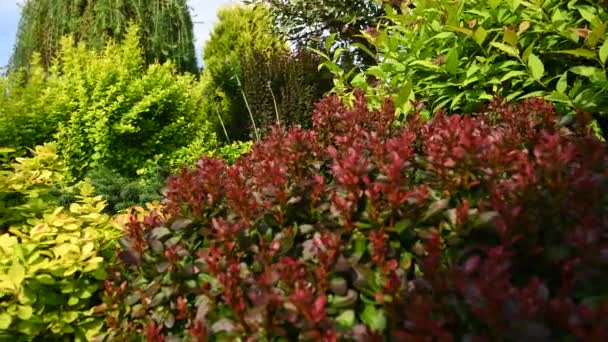 Fechar Vista Plantas Perenes Inteiramente Crescidas Variedade Das Cores Jardim — Vídeo de Stock