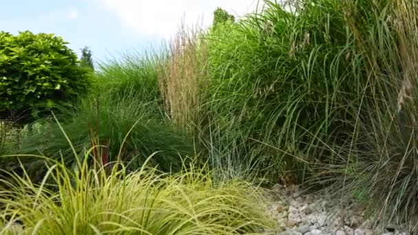 大群高生长的绿色和金色装饰草木的近景 私人住宅物业的自然景观 — 图库视频影像
