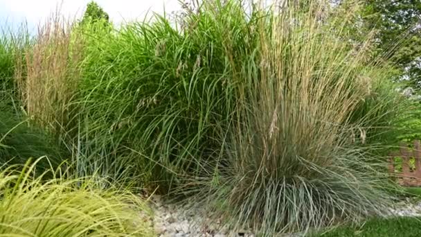 Close Different Decorative Grasses Grouped Close Together Residential Garden Low — Stock video