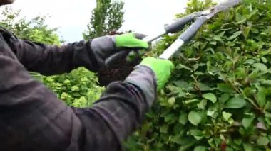 Erkek bahçıvan, ölü dalları ve ince çalıları temizlemek için el makası kullanıyor. Büyüyen yaşlı dalları keserek temizleyen adam.. 
