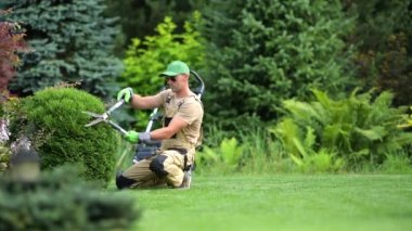 Orta yaşlı bahçe işçisi elinde makasla diz çöküp çalıları hızlı ve kendinden emin hareketlerle buduyor. Kesme ve Şekil Verme Bitkisi. 