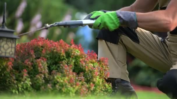 Man Trimming Small Red Bush Manual Garden Scissors Close Landscaper — Stock Video