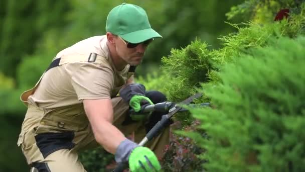 Középkorú férfi kertész ollóval vágja le az örökzöld bokrok ágait, és alakítja, hogy vonzónak és egészségesnek tűnjön. Tájkép-koncepció. 