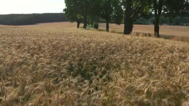 Vista Panorâmica Grande Campo Trigo Dourado Dia Ensolarado Brilhante Verão — Vídeo de Stock