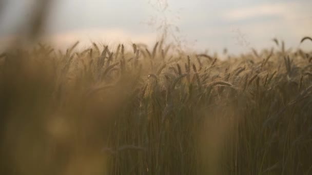谷类植物茎含谷尖近景 夏天无边无际的金色麦田 — 图库视频影像