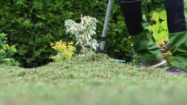 レイクを使用して男性庭師のクローズアップ裏庭芝生の新鮮な切り草の切り抜きをきれいにする — ストック動画