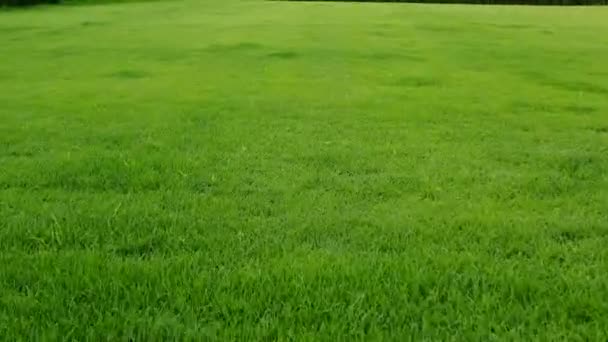 Vue Dessus Grande Pelouse Avec Herbe Verte Nécessitant Tonte Entretien — Video