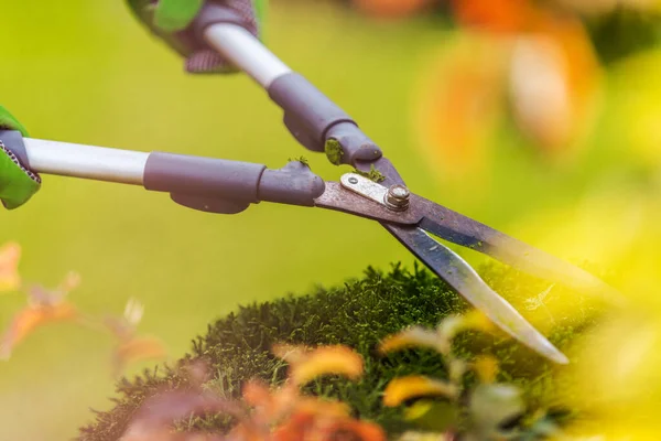 Taille Des Arbustes Aide Grands Ciseaux Jardin Professionnels Arrière Cour — Photo