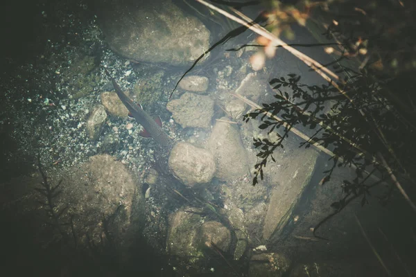 自然生息地でのトラウト 多くの淡水魚の通称でもある — ストック写真