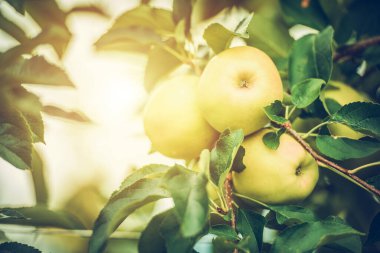 Elma Ağacı Meyvelerle dolu. Organik Kültür TemasıName.