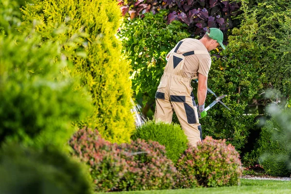 40代の白人庭師は 季節のトリミングによる庭の植物の世話をする彼の手の中に大きなプロのはさみツールで — ストック写真