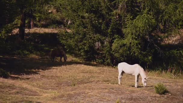 Zwei Pferde Weiden Auf Gras Der Alpinen Italienischen Region Entrves — Stockvideo