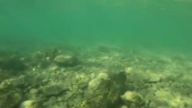 Kuzey Hırvat Deniz Hayatı Su altı Görüntüleri. Deniz Yaşamı Küçük Kıyı Balıkları.