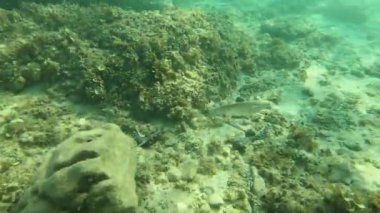 Akdeniz 'deki Küçük Kıyı Balıkları Su altı Görüntüleri