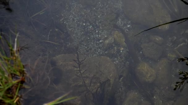 Forellen Flachen Fluss Mit Blick Auf Ruhiges Wasser — Stockvideo