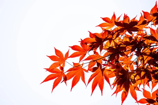 Acer palmatum, algemeen bekend als Vinpootsalamander Maple, Japanse esdoorn of gladde Japanse-esdoorn bladeren op witte achtergrond — Stockfoto