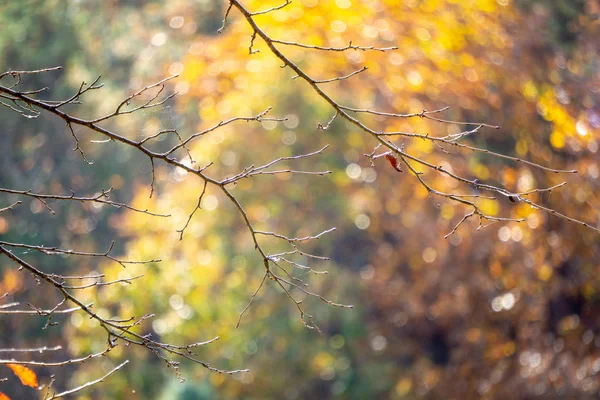 Gedroogde twijgen zonder bladeren van de overblijvende boom in het bos in het herfst seizoen. — Stockfoto
