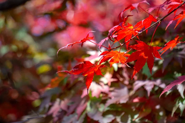 Rode Acer palmatum, algemeen bekend als Vinpootsalamander esdoorn, Japanse esdoorn of gladde Japanse-esdoorn bladeren. Laat de kleur veranderen in de herfst. — Stockfoto