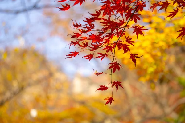 Rode Acer palmatum, algemeen bekend als Vinpootsalamander esdoorn, Japanse esdoorn of gladde Japanse-esdoorn bladeren. Laat de kleur veranderen in de herfst. — Stockfoto