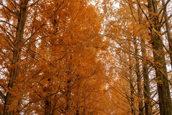 Metasequoia bomen in het winterseizoen. Hun bladeren veranderen in rood-bruine kleur. — Stockfoto