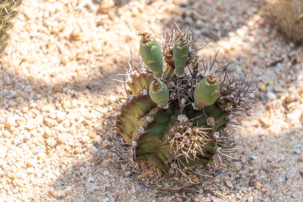 Gymnocalycium Mihanovichii Kaktusy Niedojrzałymi Strąkami Nasion Odchodami — Zdjęcie stockowe