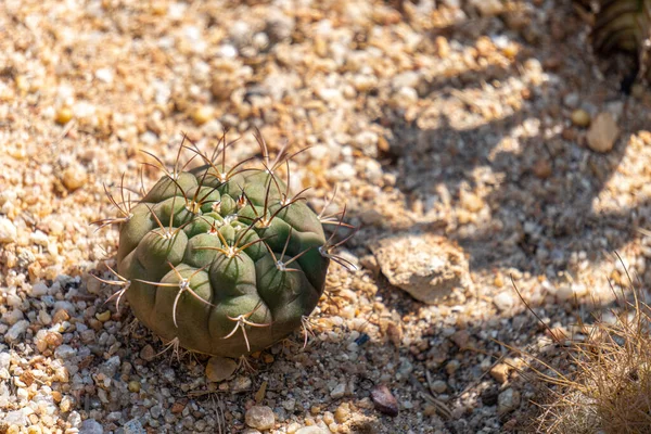 Gymnocalycium Pflanzii Var Kaktus Albipulpa Naturalnej Pustyni — Zdjęcie stockowe