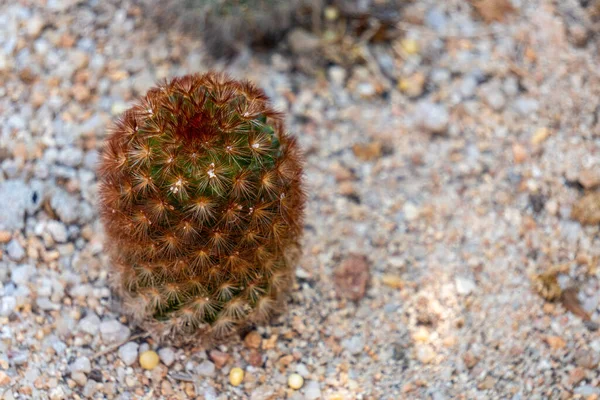 Spina Dorsale Bruno Rossa Mammillaria Carmenae Rubrispina Cactus Globulare Cresce — Foto Stock