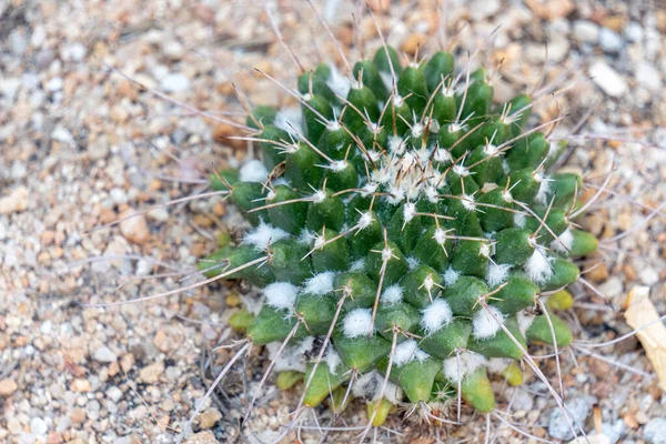 Mammillaria Compressa Soprannome Madre Centinaia Cactus Una Specie Cactus Originaria — Foto Stock