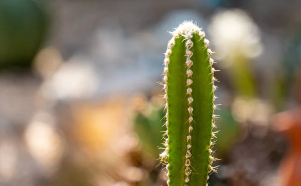 Acanthocereus Tetragonus Lub Baśniowy Zamek Wysoki Kolumnowy Kaktus Pochodzący Ameryki — Zdjęcie stockowe
