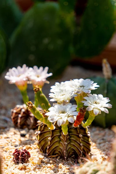 Kwitnące Kwiaty Niedojrzałe Strąki Nasion Gymnocalycium Mihanovichii Lb2178 Agua Dulce — Zdjęcie stockowe