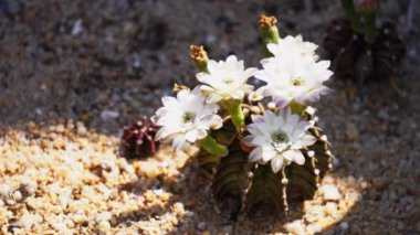 Açan çiçekler ve olgunlaşmamış Gymnocalycium mihanovichii LB2178 Agua Dulce melez kaktüsü, Paraguay 'daki endamik türler kaktüsü..