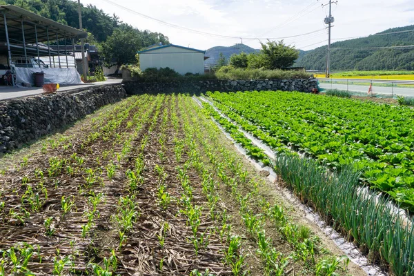 Campo Verde Arrozal Vegetal Subúrbio Coreia Sul Imagem De Stock