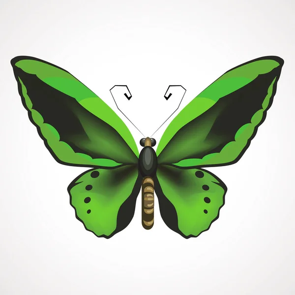 Groene vlinder met uitgestrekte vleugels. Vectorillustratie — Stockvector