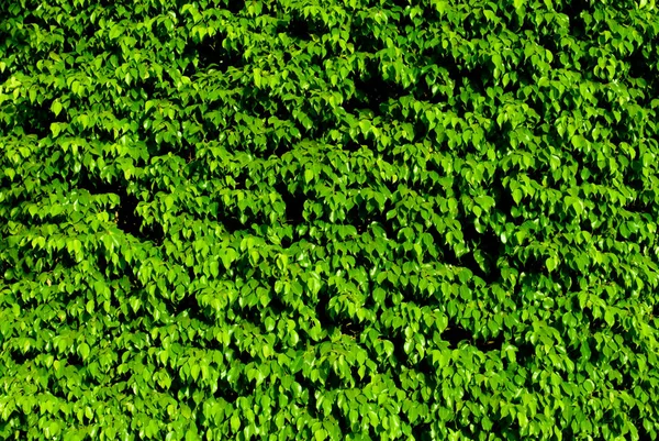 Green leaves wall. Nature wall of green leaves. Ficus green leaves. Ficus texture wall