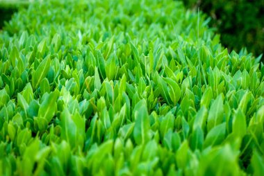 Closeup şimşir yeşil yaprak. Şimşir taze yaprak. Makro yaprak şimşir